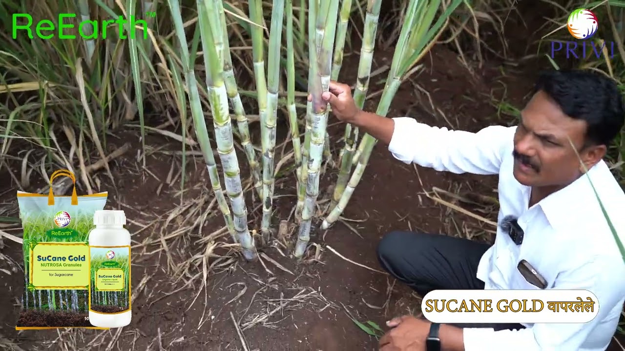 Sucane Gold farmer Testimonial