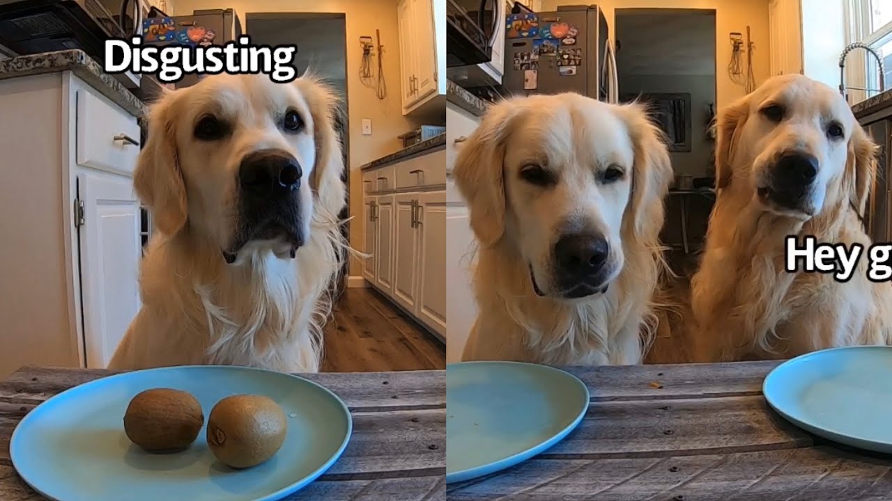 Doin A Food Review & Heckin Buddy Takes Over
