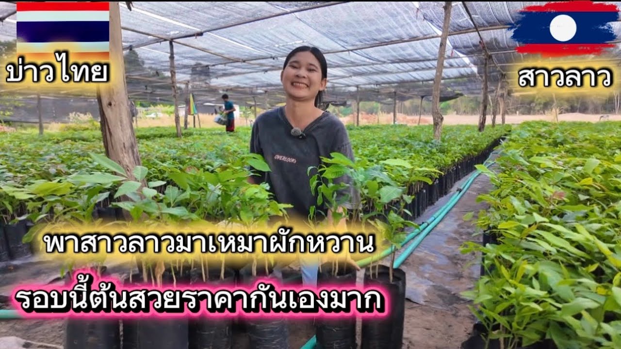 พาสาวลาวมาเหมาผักหวาน รอบนี้ต้นสวยราคาถูกมากๆ
