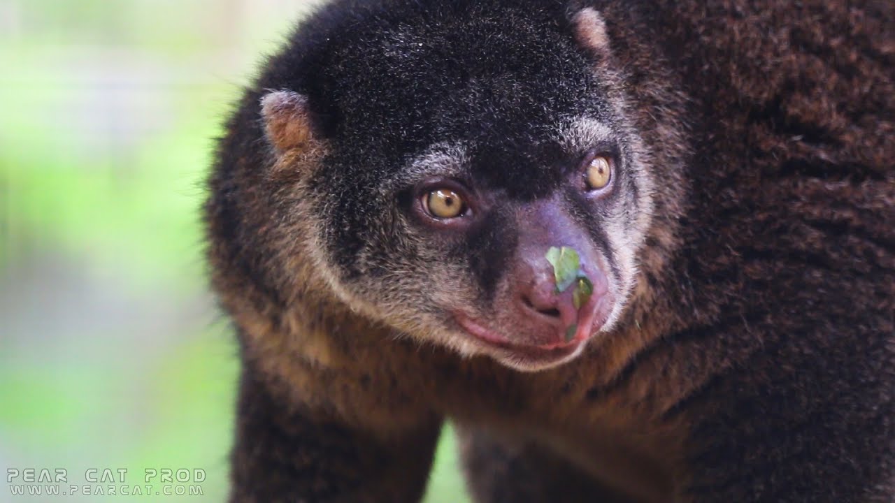 Couscous des Célèbes - Pastille à Pairi Daiza ( Sulawesi bear cuscus / Beerkoeskoes )