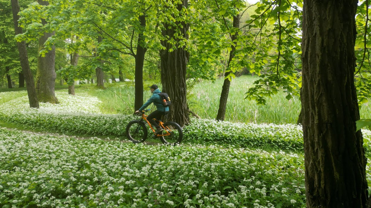 Park Pałacowy w Dukli - rowerem wśród czosnku niedźwiedziego