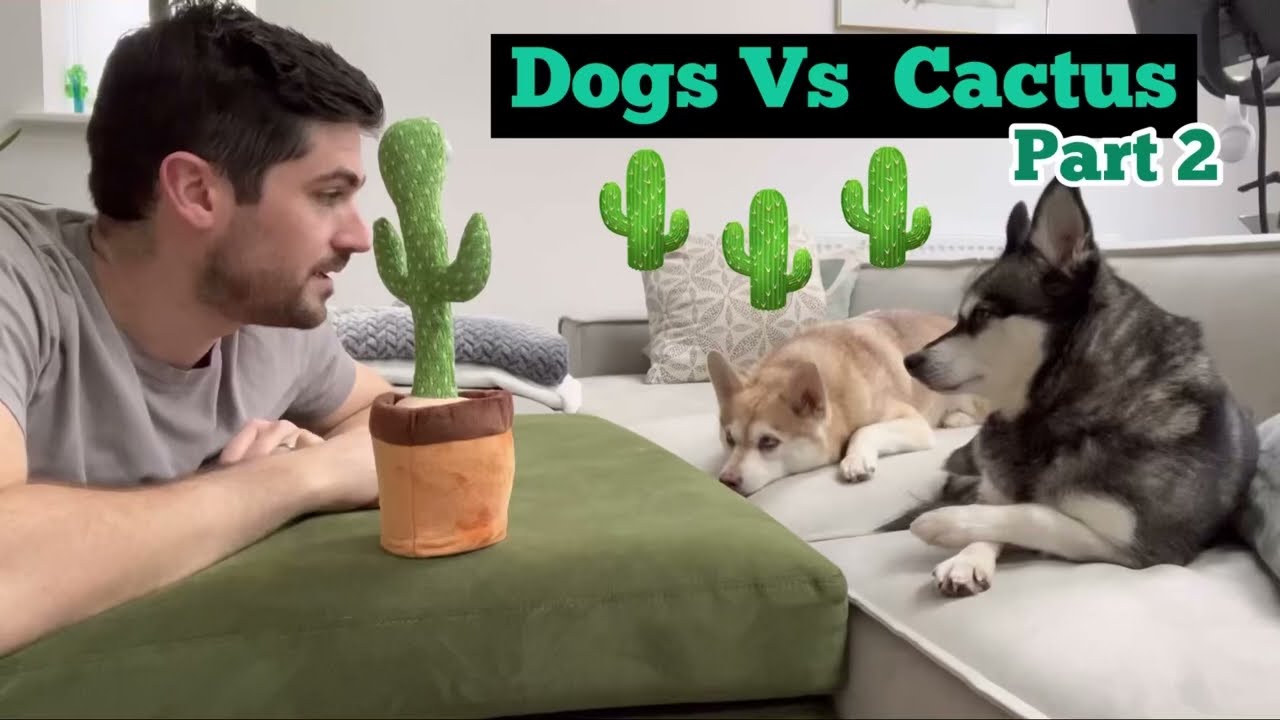 Funny Mini Huskies React To Talking Cactus Toy - Part 2