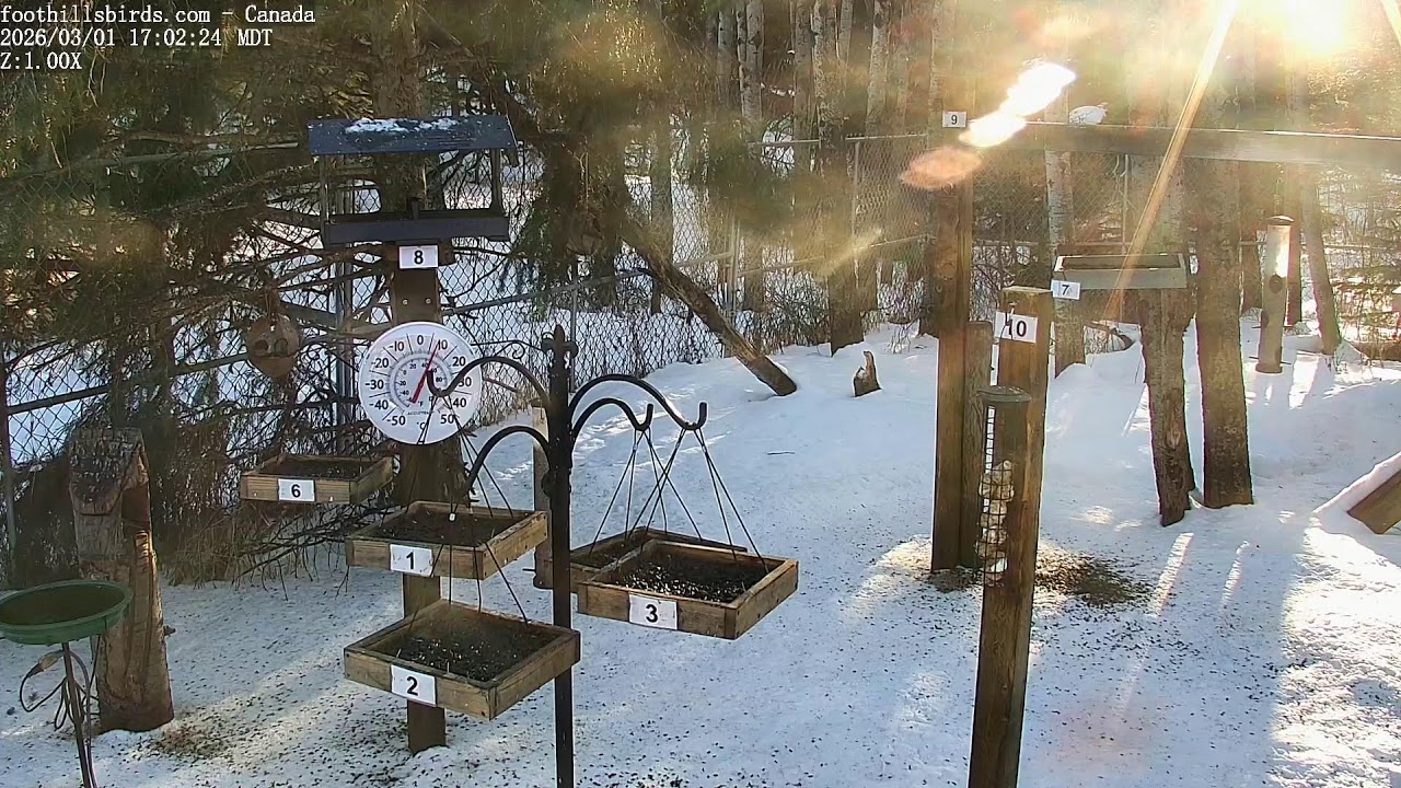 2025-03-01 -  Foothills Birds - PTZ Live Stream Bird Feeder Cam  [65+ Species]