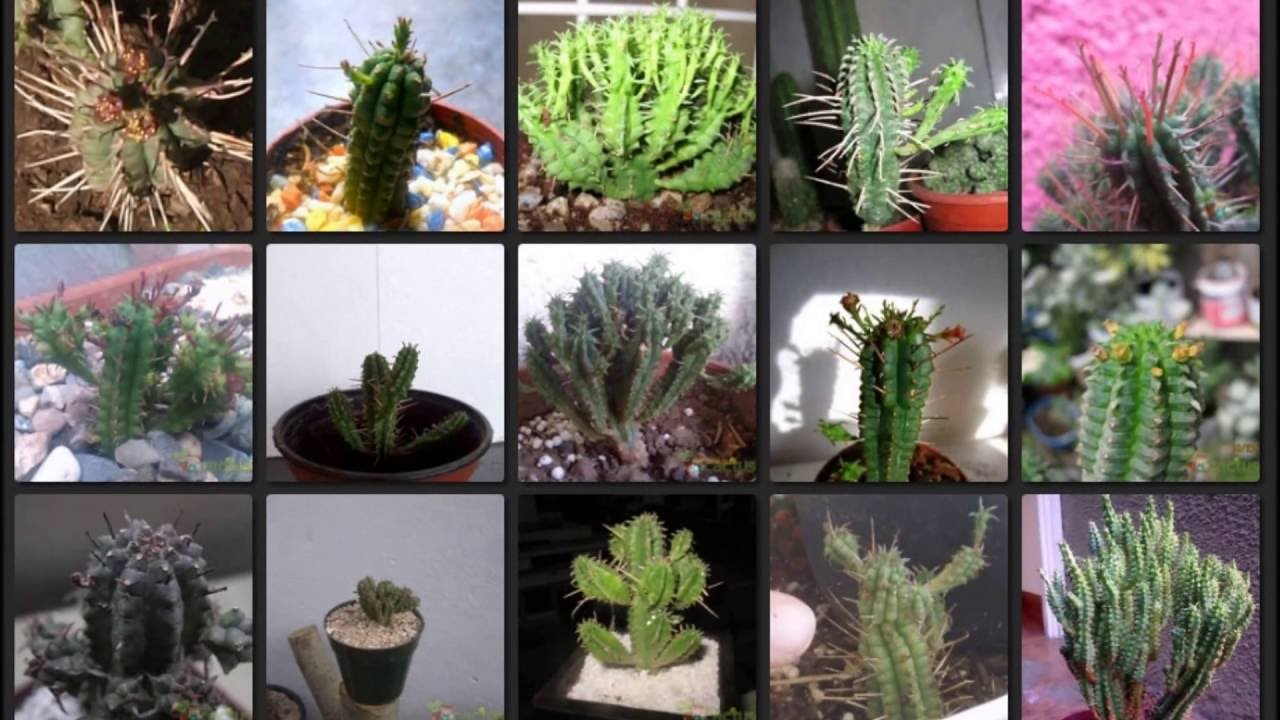 Familia Euphorbiaceae