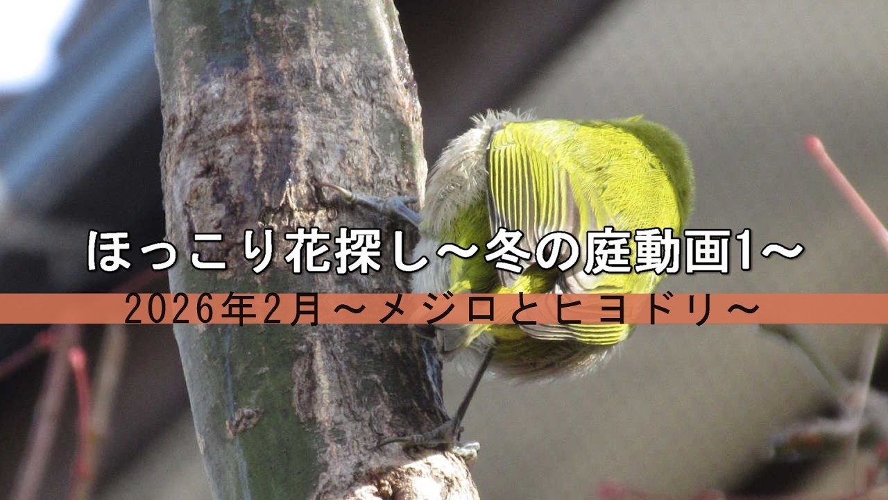ほっこり花探し～冬の庭動画1～　2026年2月～メジロとヒヨドリ～