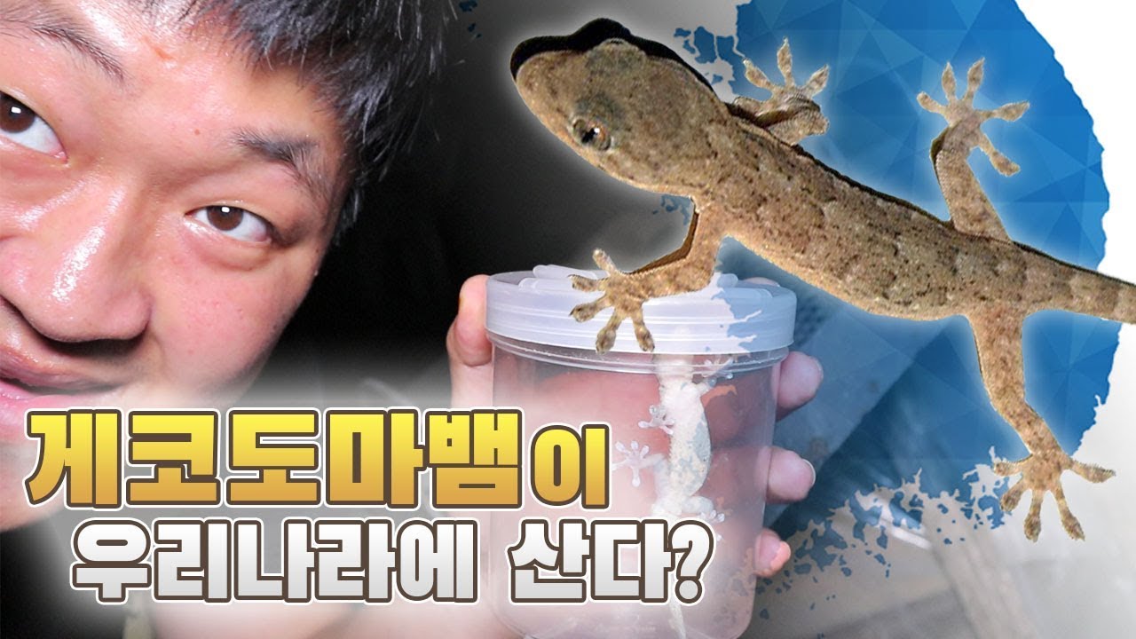 [도깨비] 외래종 게코도마뱀이 우리나라에 서식한다... 직접 채집해보자!