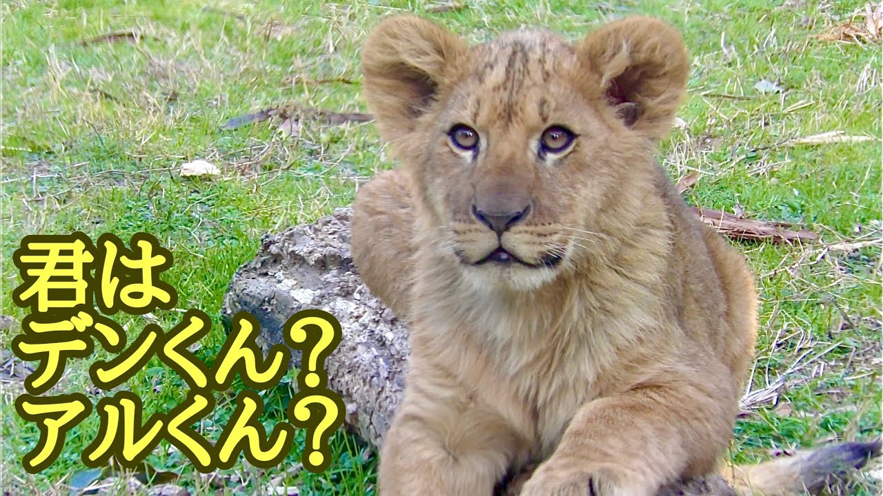 ライオン　デンくんとアルくん　なかなか見分けがつきません【のんほいパーク】Lion Den-kun Al-kun Toyohashi Zoo 