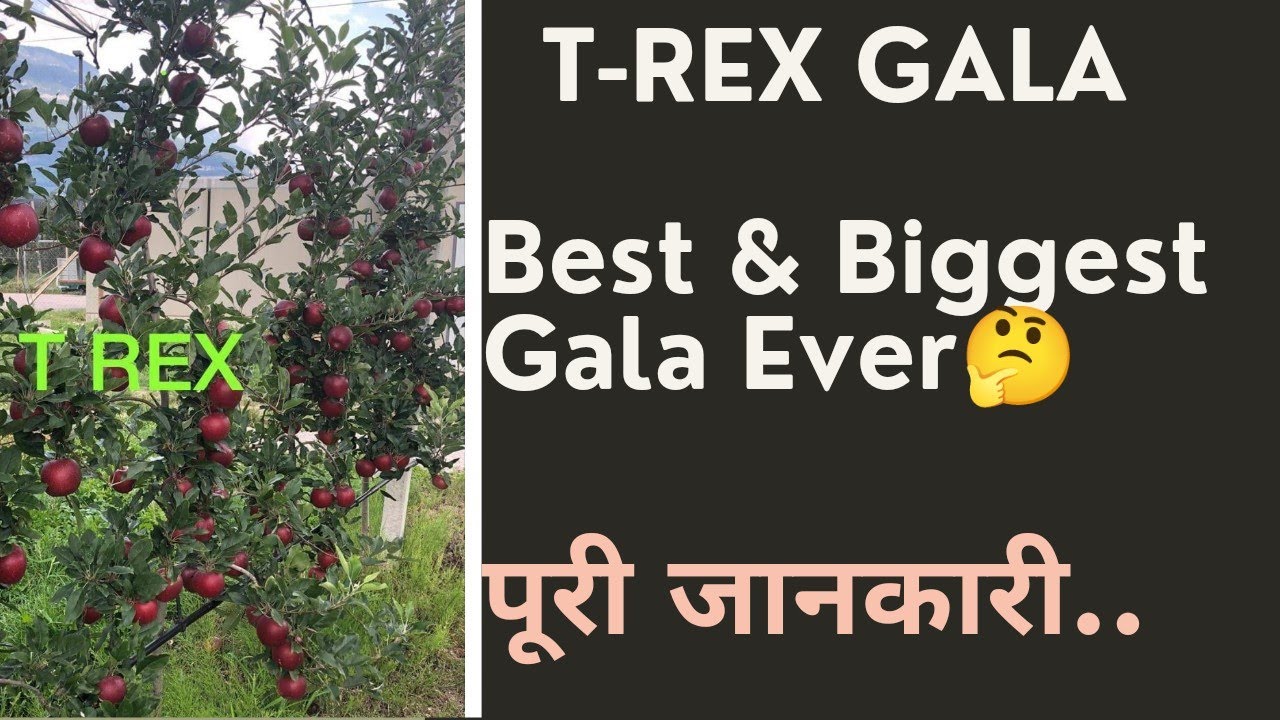 |T-Rex Gala के बारे में पूरी जानकारी||World Best & Biggest Gala Ever|| Complete Information!