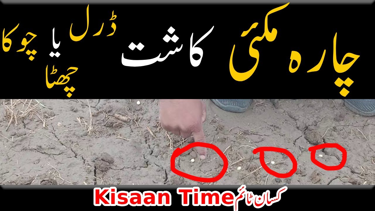 Makai ki kasht ka tarika مکئی کی کاشت کا طریقہPak afgoi ki kasht afgoi chara   kisan time کسان ٹائم