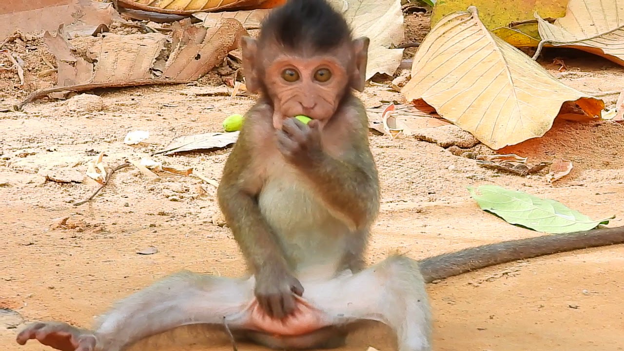MG- Why Timo Catches His Ball Playing? So Strange Baby Timo & Funny