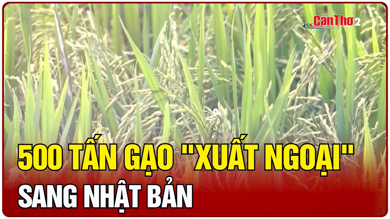 500 tấn gạo 
