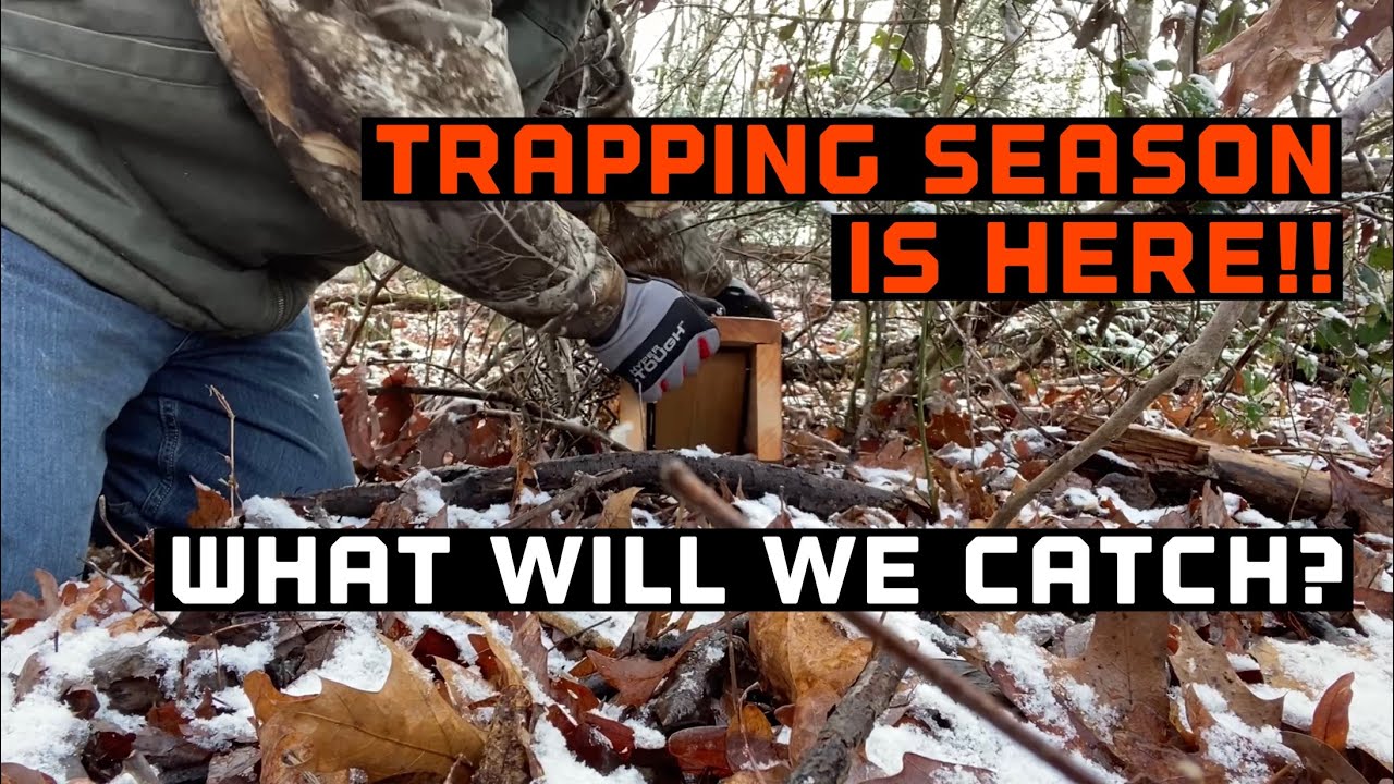 Начался сезон охоты с ловушками!! - Установка ловушек для кроликов и енотов.