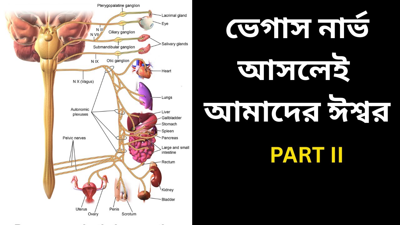 ভেগাস নার্ভ আসলে আমাদের ঈশ্বর - Vagus nerve is our God