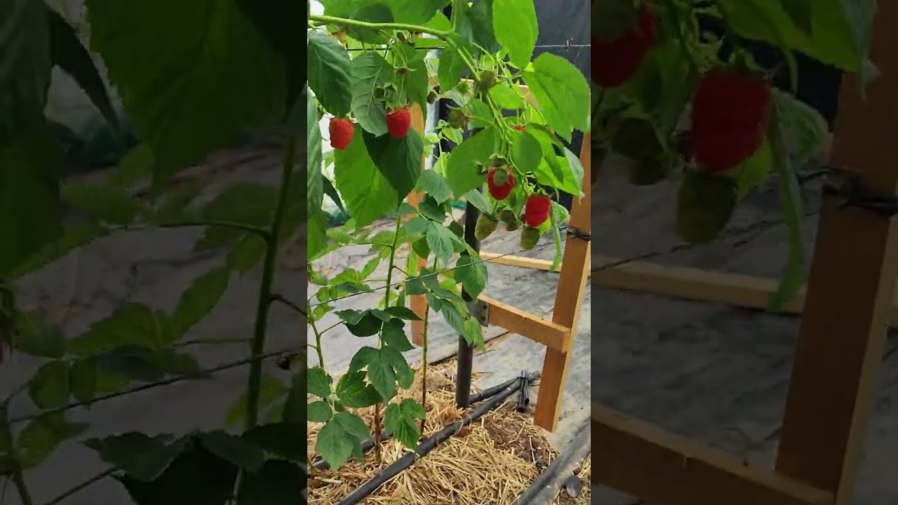 Малина маравилла, голубика 16.07.2025