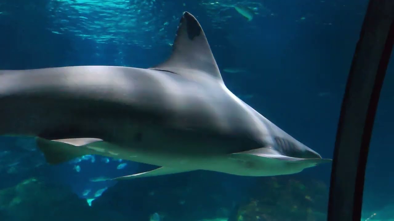 Аквариум Барселоны (Barcelona Aquarium)
