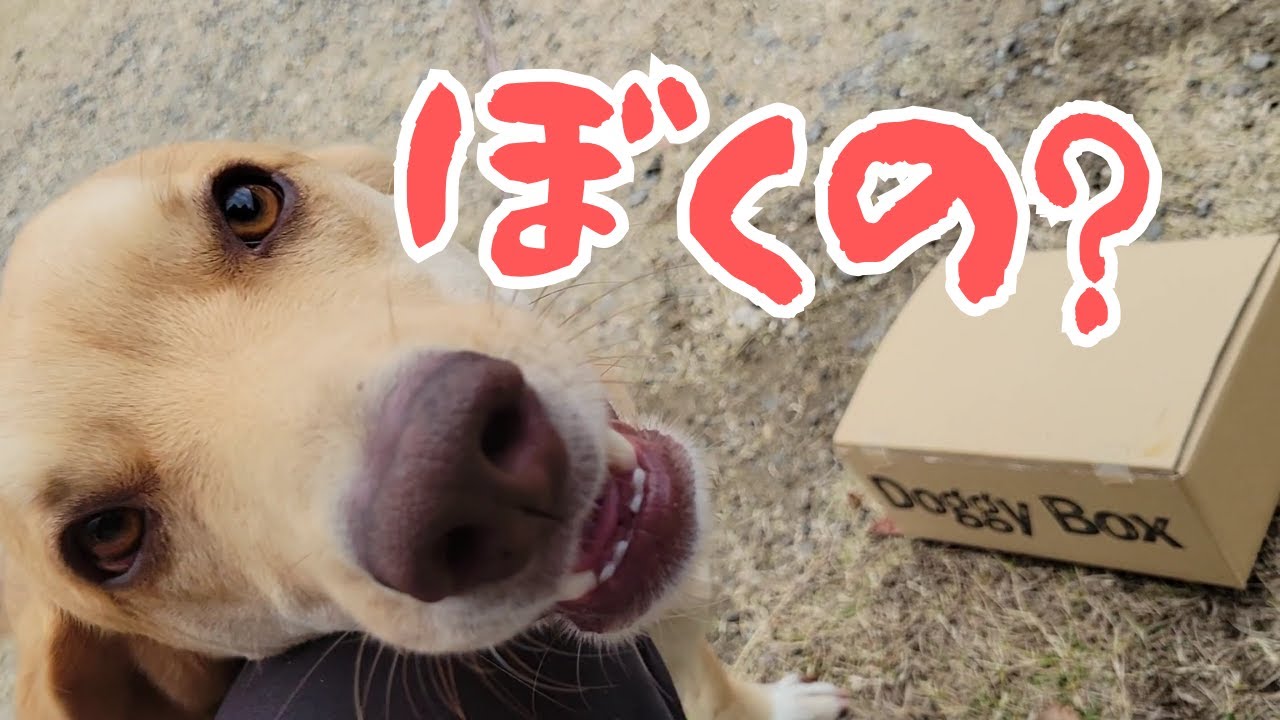 保護犬クリスマスプレゼントが届いた！？