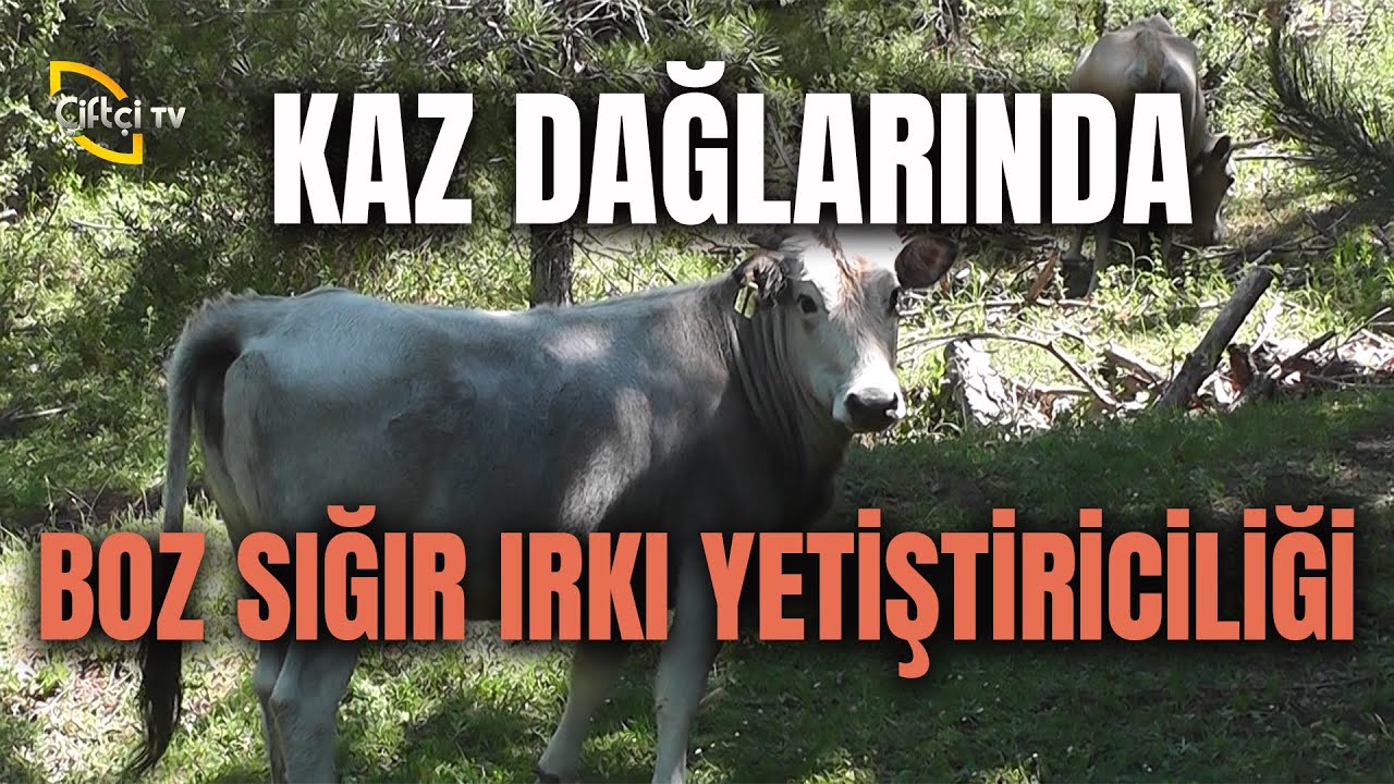 Kaz Dağlarında Boz Sığır Irkı Yetiştiriciliği - Çobanla Baş Başa