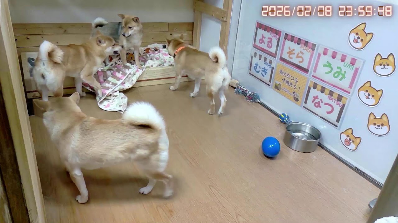 柴犬なつファミリー生配信【生後1歳＋152日】初めての雪散歩！経験できました！