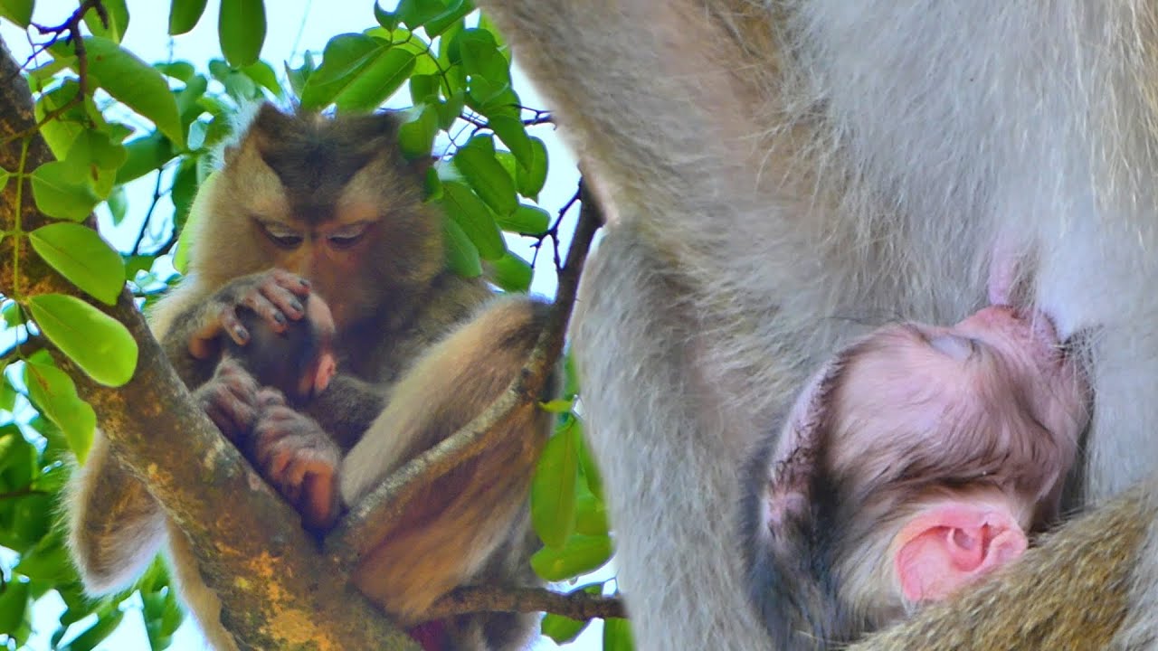 Best mom...Monkey Sahsa love and cares for baby monkey Sacky all time.