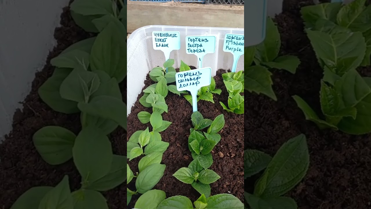 Черенкуем всё весной.