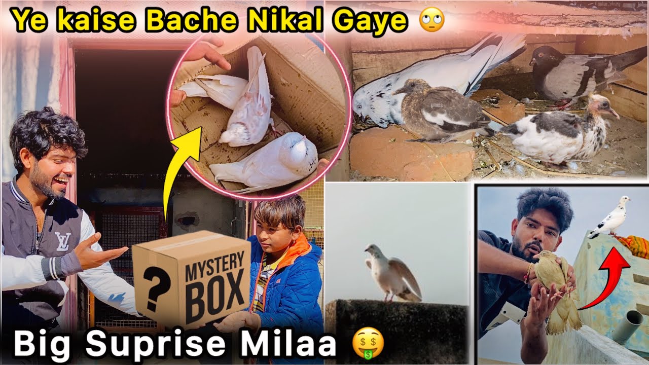 Plot pr Surprise Mila 🤑 || Raftar 🕊️ Ne Bache Nikal Diye 🤩 || 2 kabutar pakdne Lge 🥳