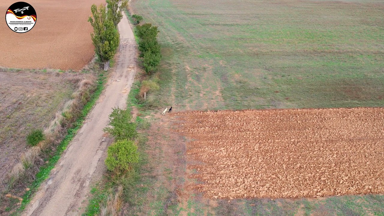 Carreras De Galgos Desde Dron , Liebres en campo 2021-2022      GREYHOUNDS AND HARES