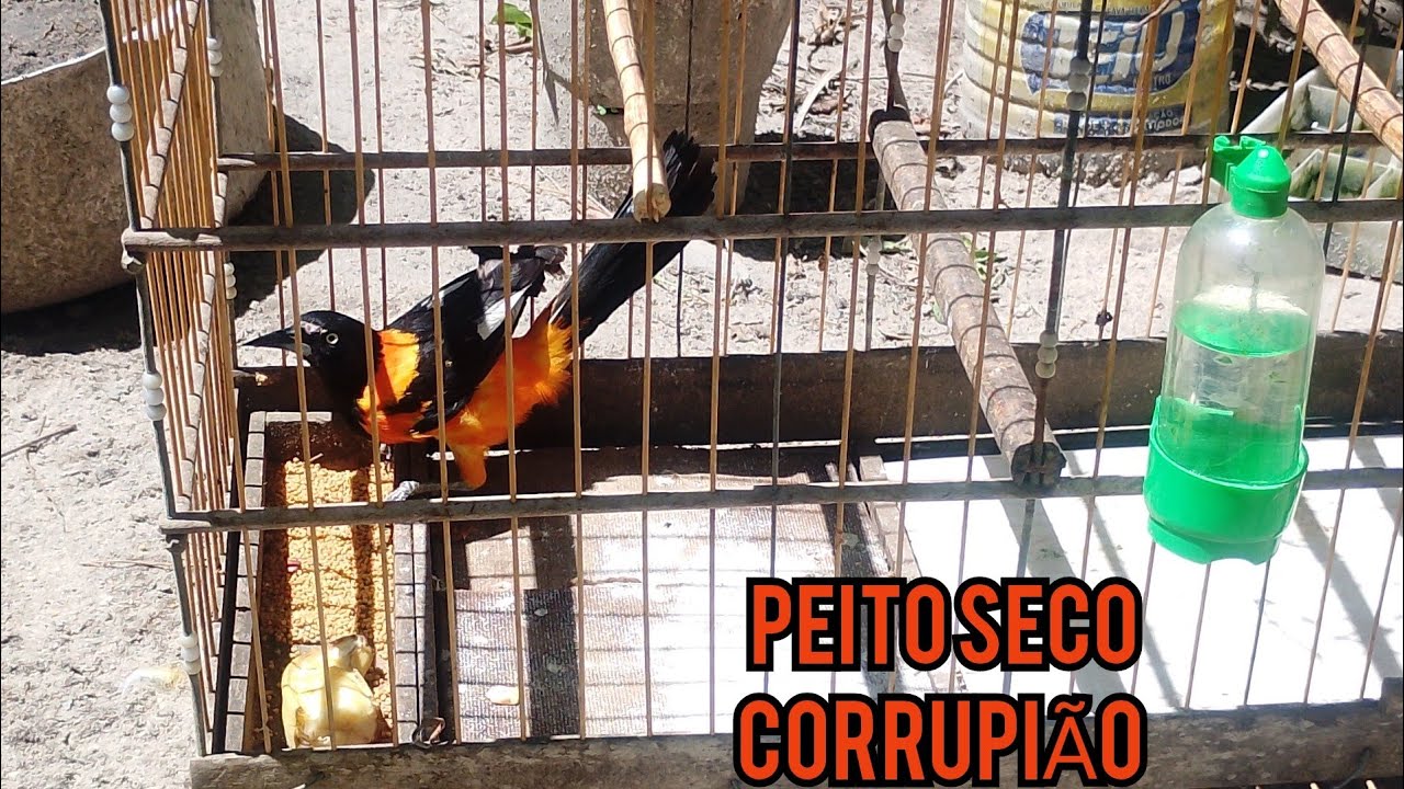 CORRUPIÃO/SOFREU COM PEITO SECO