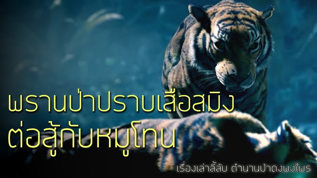 เรื่องลี้ลับ EP10 พรานป่าปราบเสือสมิง สู้กับหมูโทน  (เรื่องเล่าจากป่า)