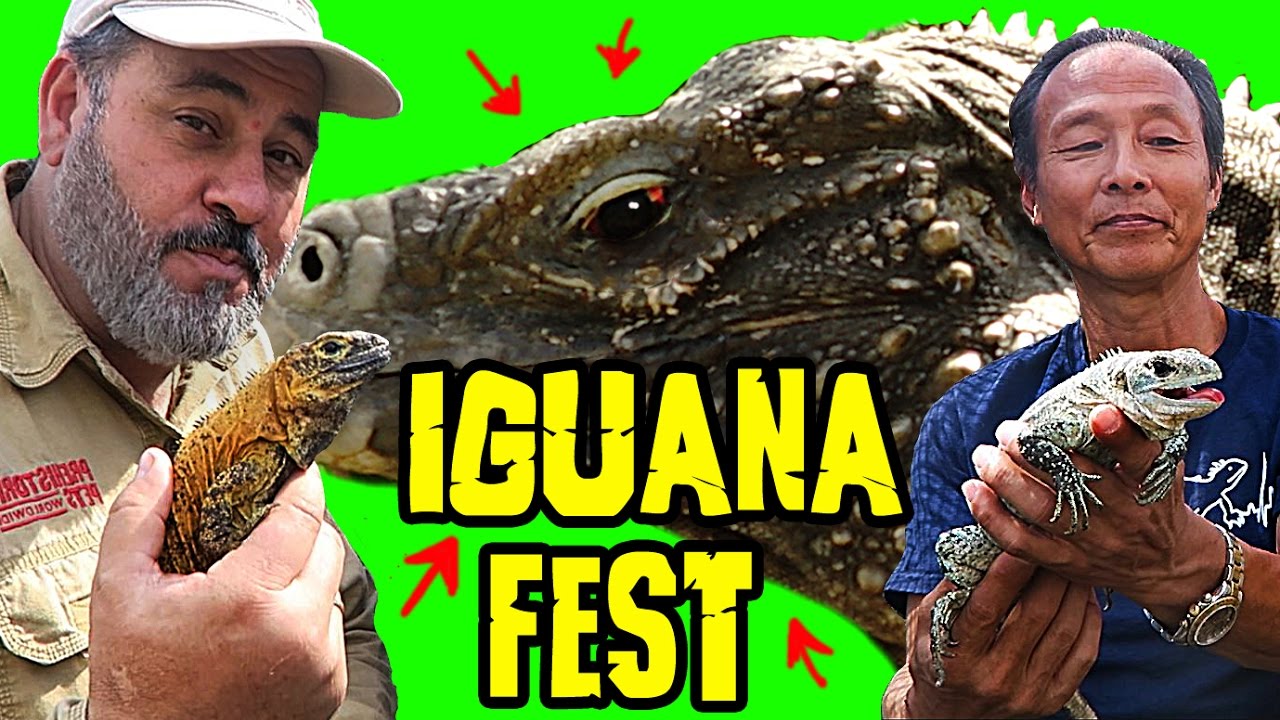 Reptile Room Tour of RAREST IGUANAS ON EARTH
