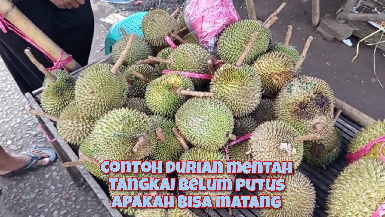 EKSPERIMEN BELI DURIAN MENTAH || DURIAN BELUM PUTUS TANGKAINYA || APAKAH BISA MATANG