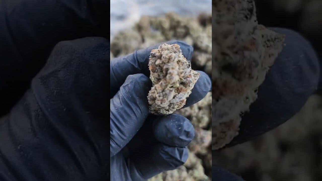 Hemp THCA GMO COOKIES&hellip;