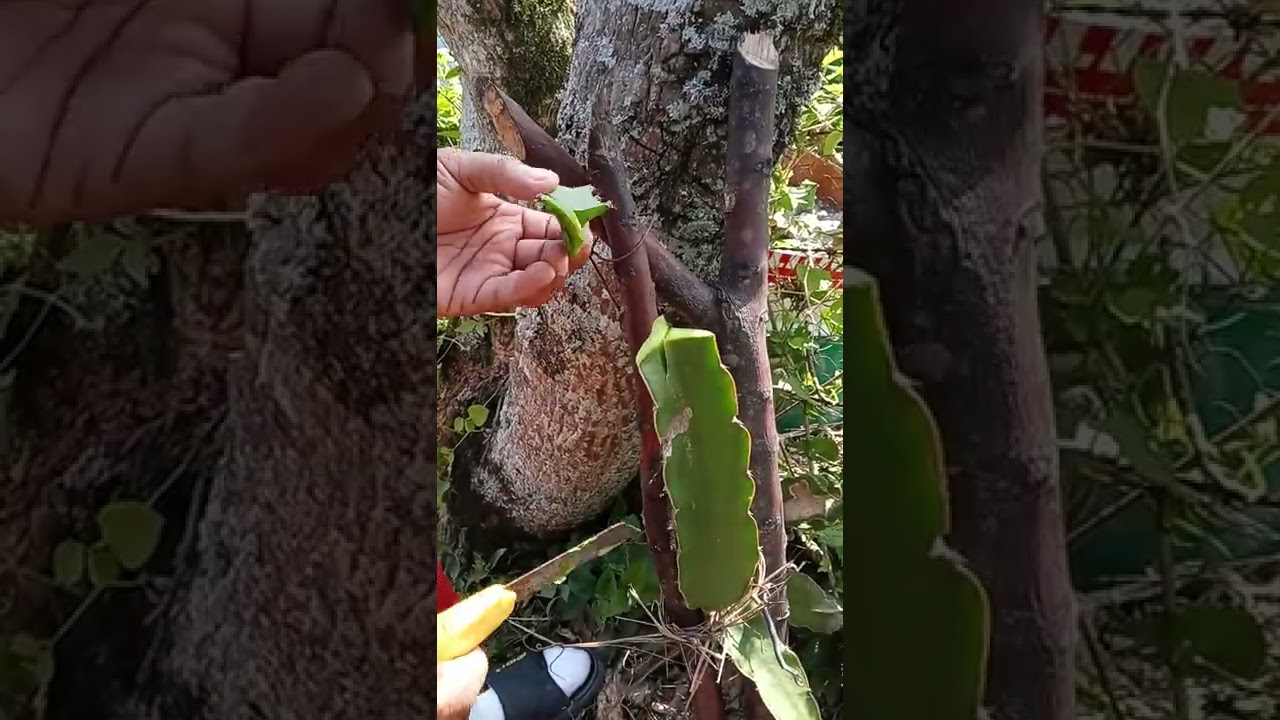 injerto de pitahaya variedad palora (1)
