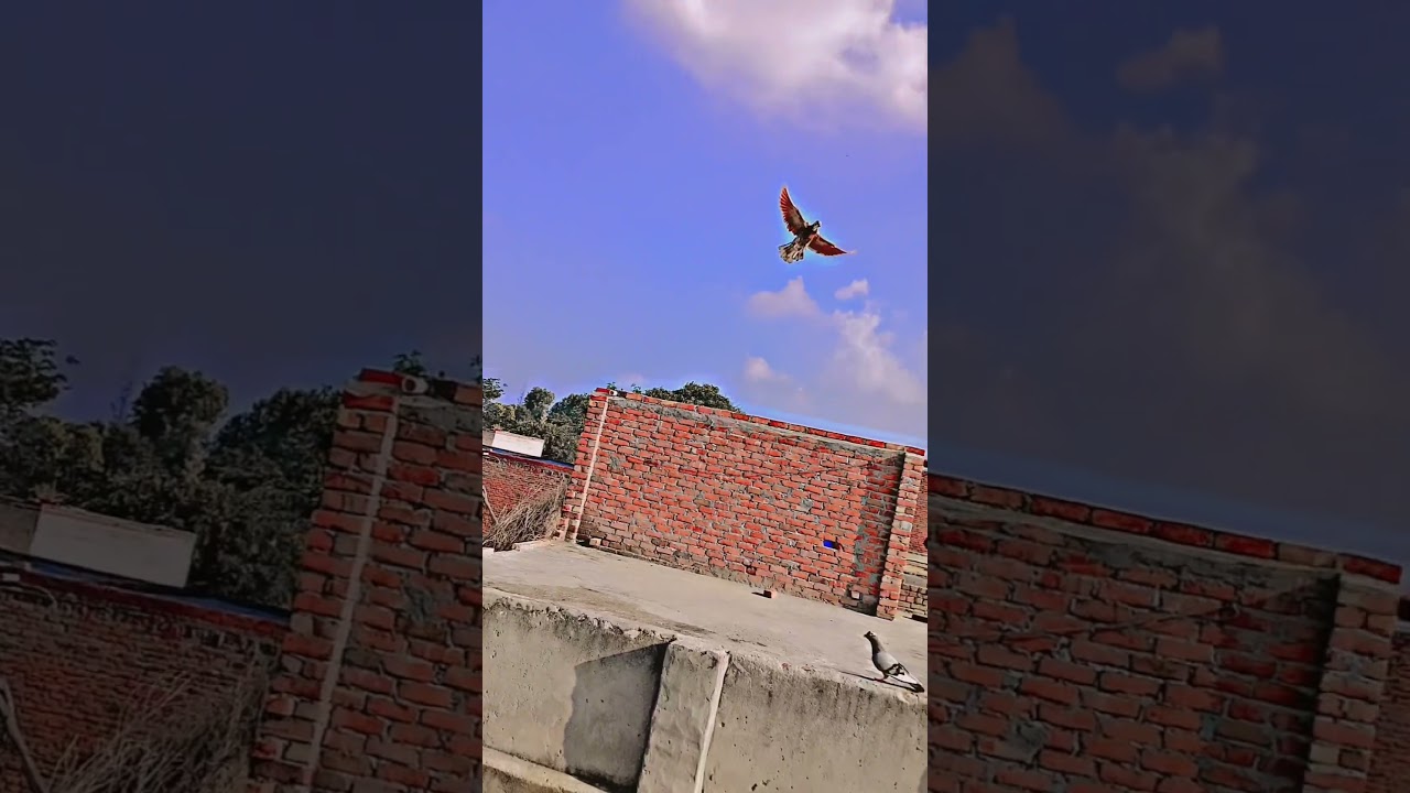 Lal tamda kabutar 🕊️🕊️@KabutarkingSahil ✅✅#pigeon 🥰🥰🥰#shortvideo #trending #viralvideo