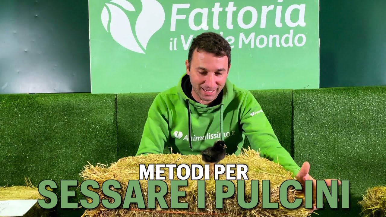 Sessatura pulcini? Ecco come facciamo noi!