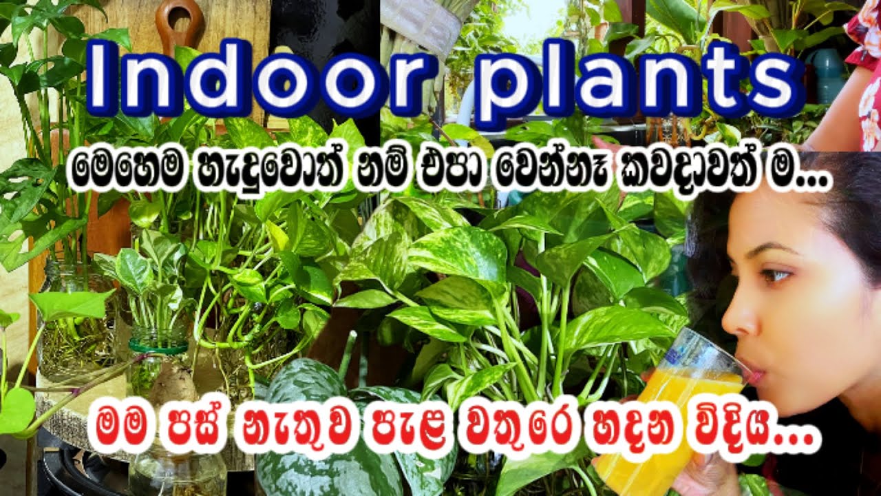 ❤️මම දවසේ වැඩ කරන ගමන් 🌿 Indoor plants නඩත්තු කරන්නේ මෙහෙමයි...❤️🪴How to growing indoor plants..❤️