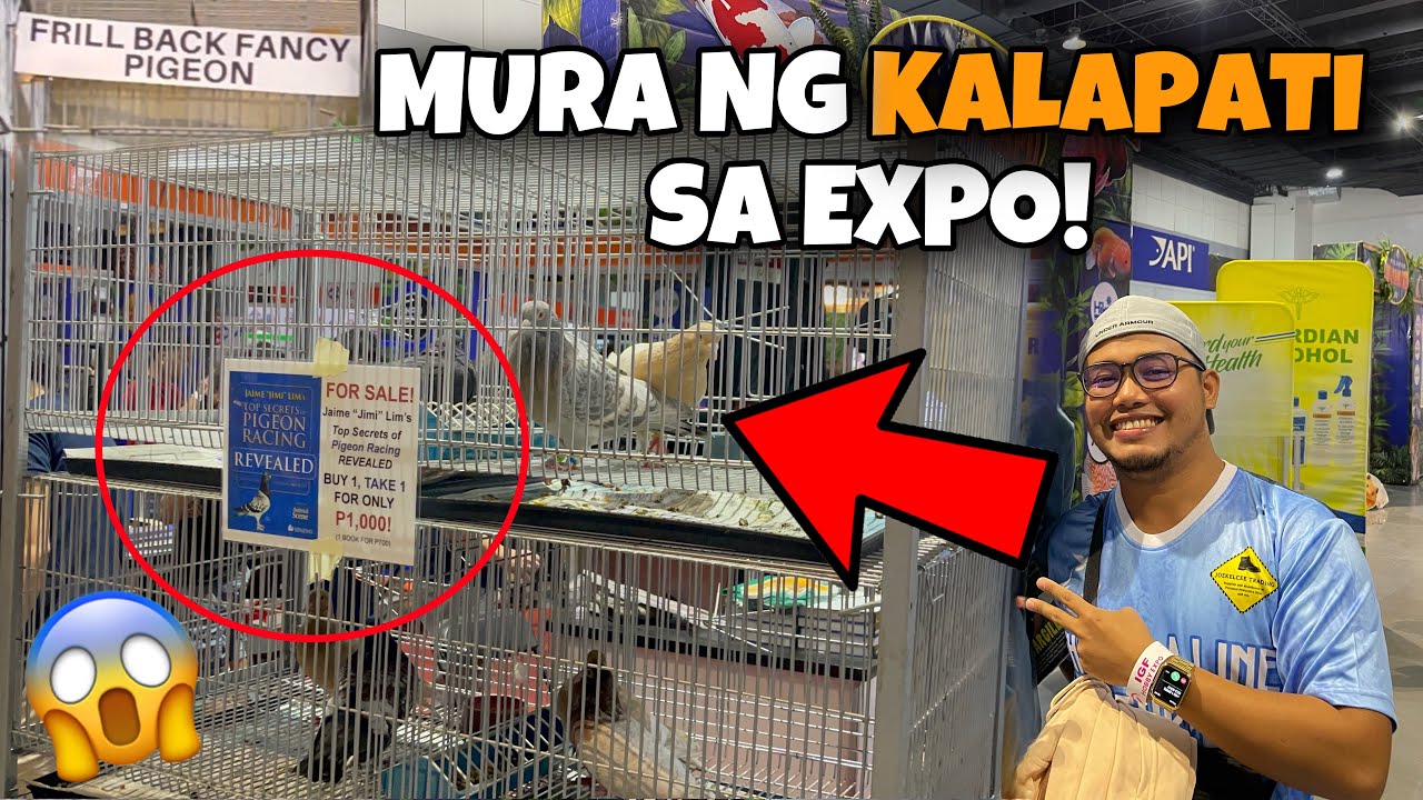 KALAWANG LINE NA KALAPATI MERON DIN PALA SA EXPO! LAHAT NG KLASENG KALAPATI NANDITO SA IGF EXPO 2023