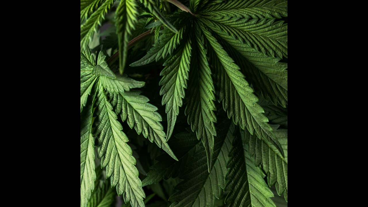 Cannabis Related Emergencies