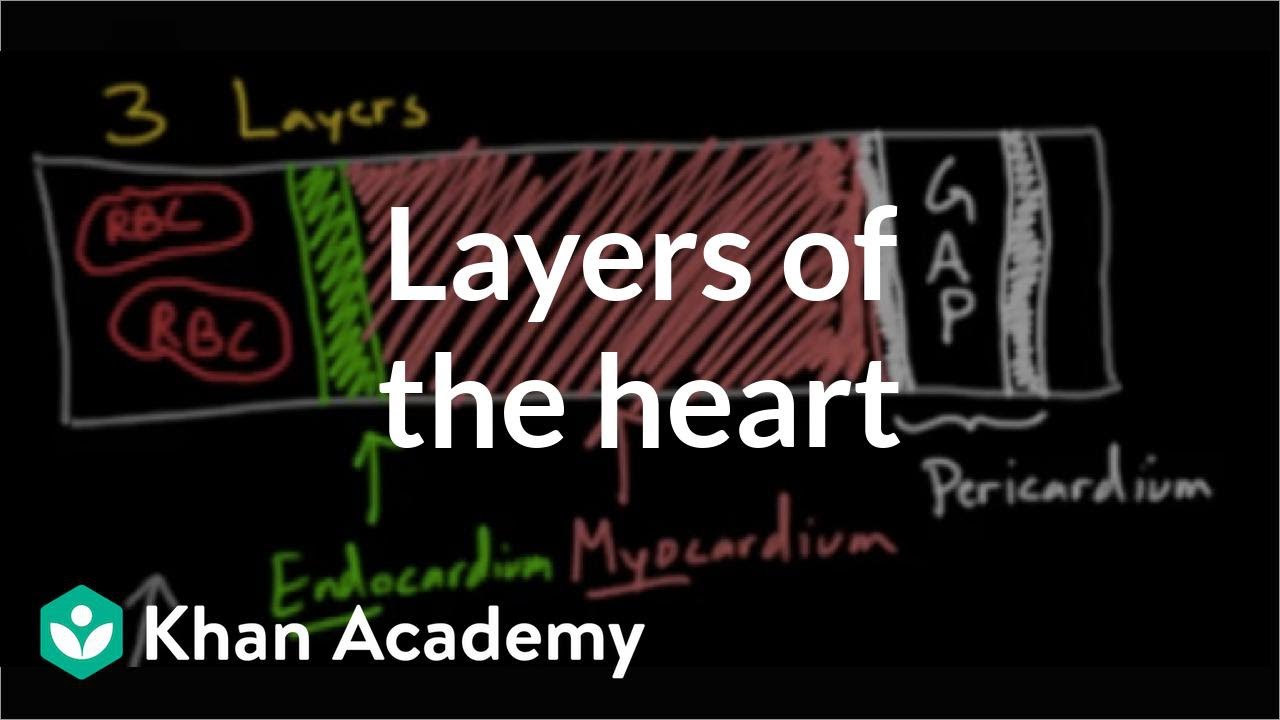 Layers of the heart | Human anatomy and physiology | Health & Medicine | Khan Academy