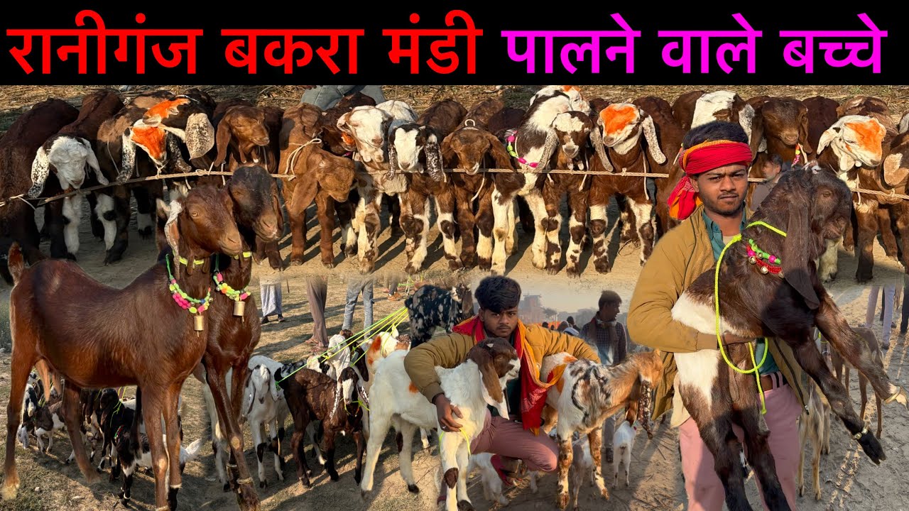 पालने वाले बच्चे और बकरियाँ 21/02/26 रानीगंज बकरा मंडी यूपी अमेठी | Raniganj Goat Market |Ziya Vlogs