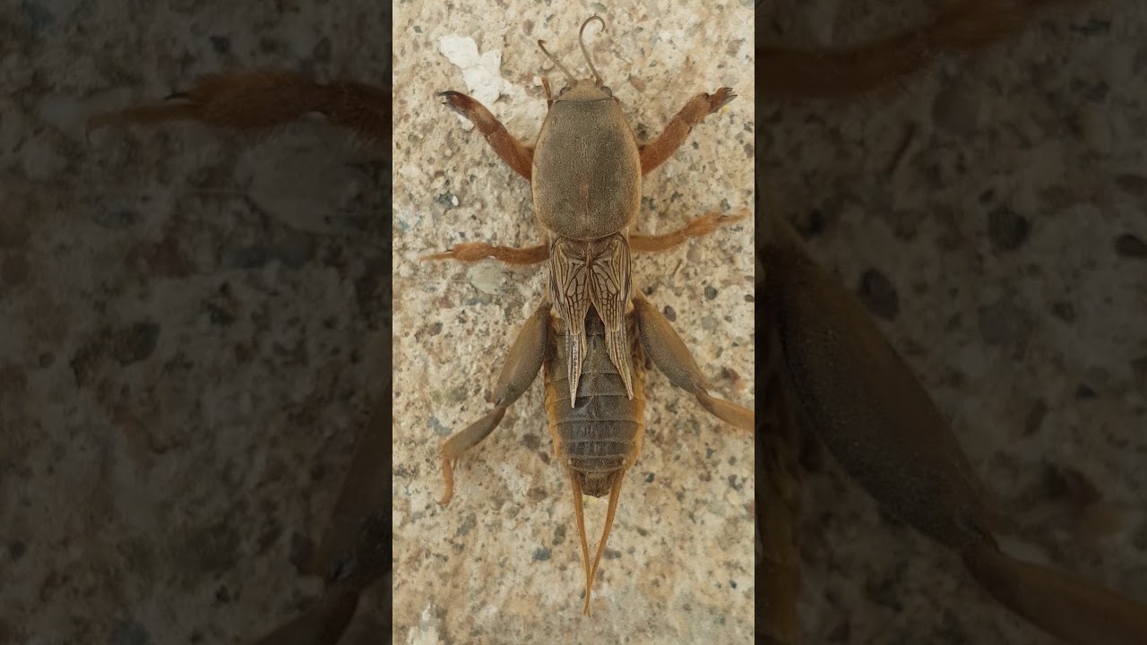 Danaburnu b&ouml;ceği Gryllotalpa gryllotalpa  bitkilerin toprak altı kısımlarını yer ve zarar verir