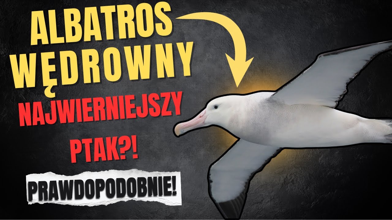 Albatros Wędrowny - Najwierniejszy Ptak na Świecie? 🦅 [Szokujące Fakty]