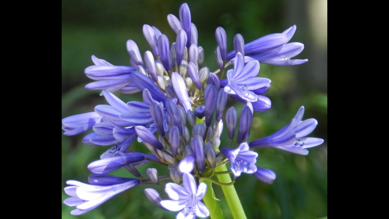 Les Agapanthes
