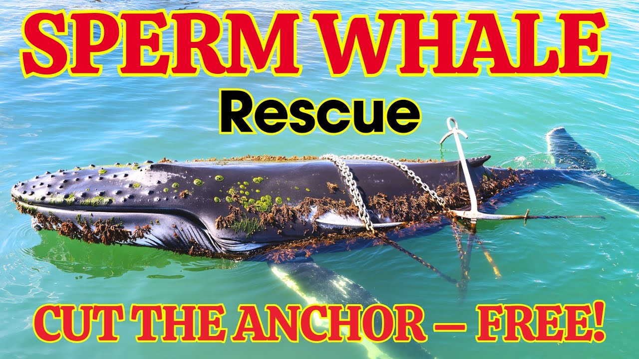 Sperm Whale Rescue: Cut Anchor Line, Clean & Release