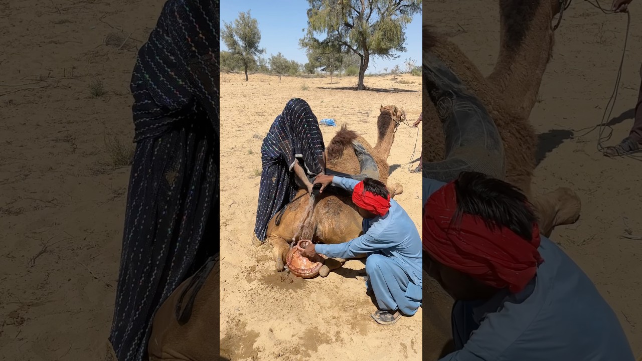 وهجُ النهار، وامتدادُ الرمال، والقدر يغلي قرب الجمل الصابر.