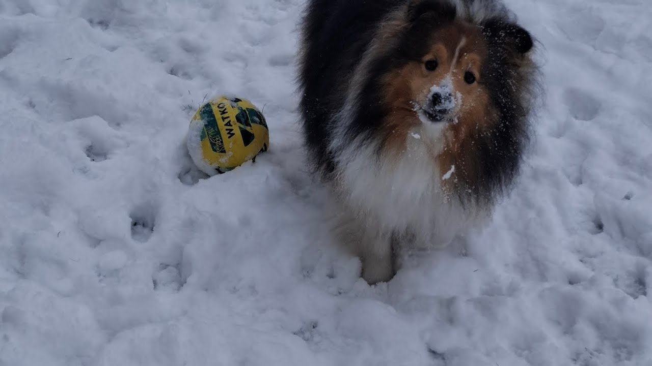 Nuestro Perro 🐕 es Futbolista 