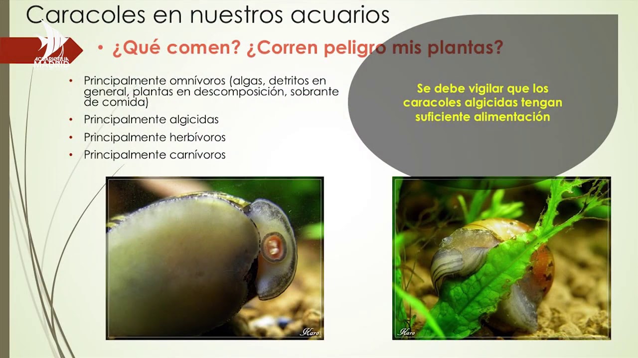 Charla "Caracoles en nuestros acuarios. Un paseo por su vida". Quedada Nov 2019 Acuariofilia Madrid