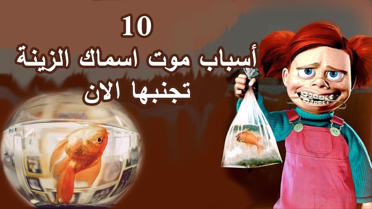 أسباب موت اسماك الزينة | 10 أسباب تجنبها الان