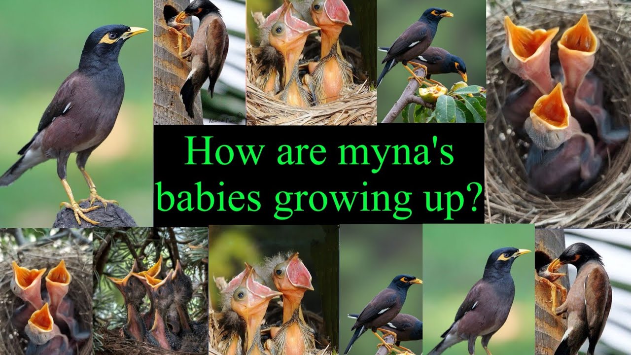 How Are Myna’s Babies Growing Up?🐥🐥🙏.|| #mynababy #growing #birds #video 🙏🙏