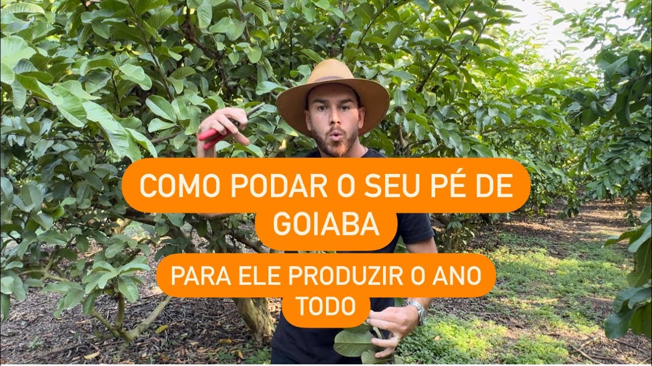 Como podar o seu pé de Goiaba para produzir o ano todo!