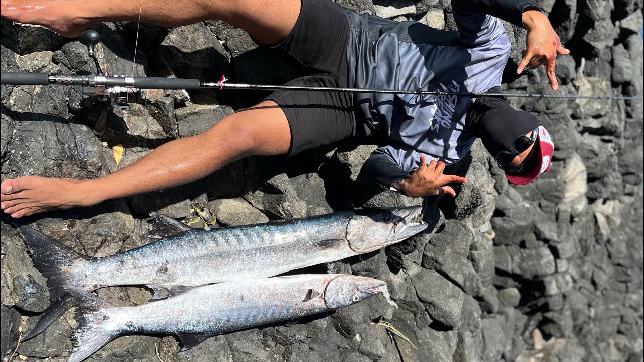 first cast rock shore fishing in 2026 disambut ikan monster babon 12kg dan 8Kg